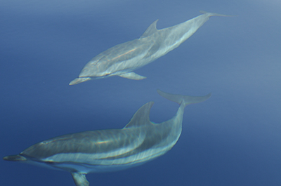 Striped dolphins in Spain