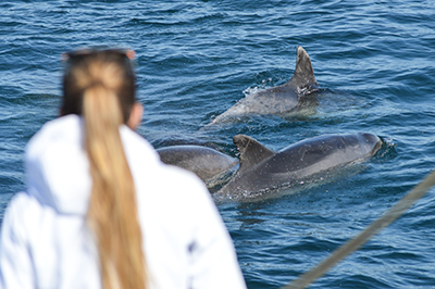 Comunicación en los delfines