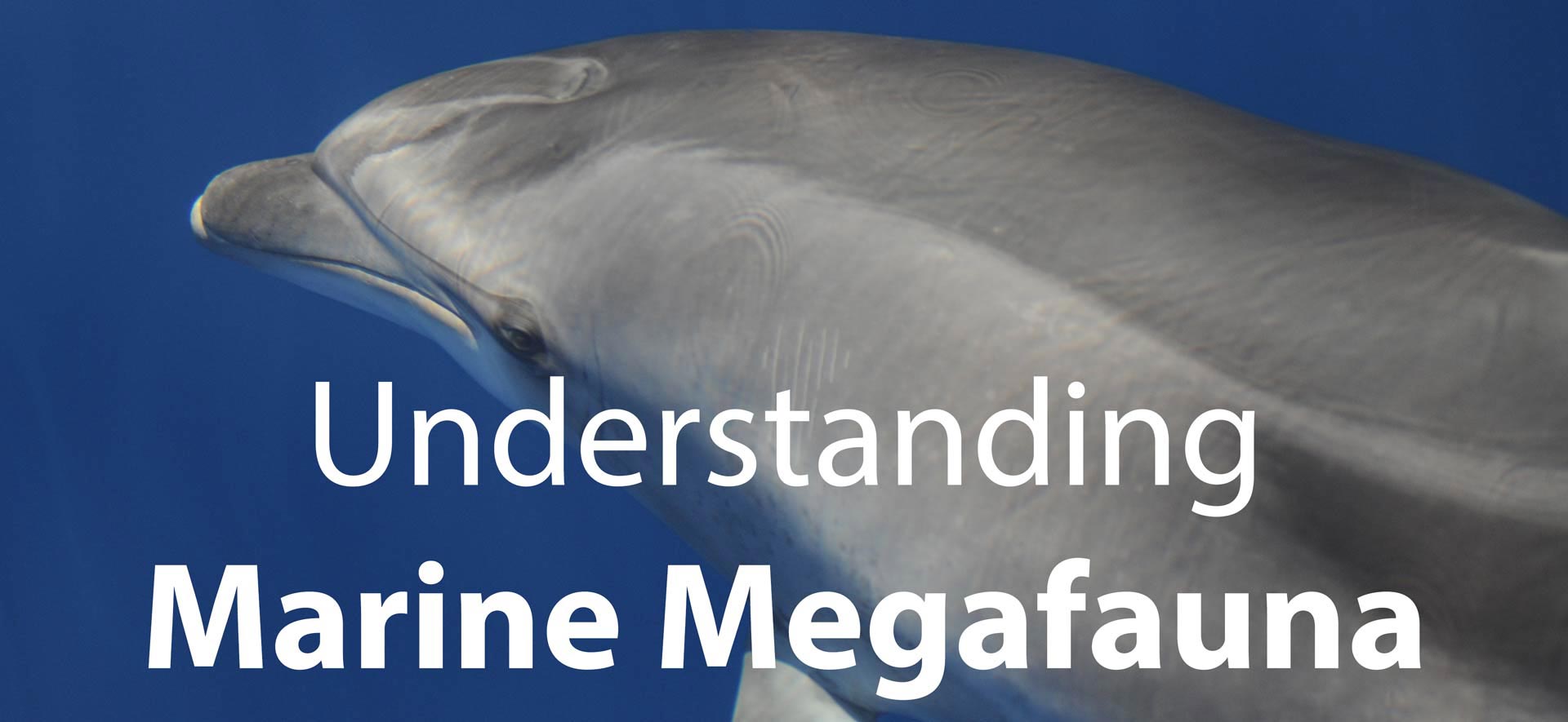 Investigación sobre delfines y ballenas