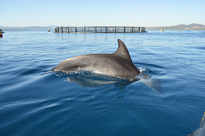 Bottlenose dolphin research