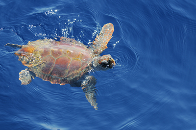 Sea turtle in Mediterranean waters