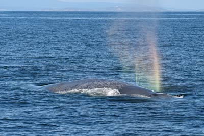 Blue whales in Galicia, Spain