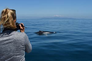 Studying whales in Spain