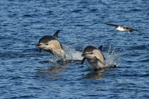 Étude des dauphins en Espagne