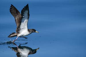 Étude et conservation oiseaux marins Espagne