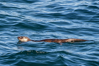 Eurasian otter in Spain