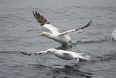 Marine birds research and conservation in Galicia, Spain