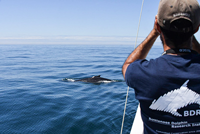 Étude des baleines en Espagne