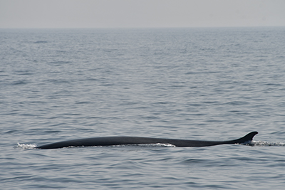 Investigación ballenas y delfines