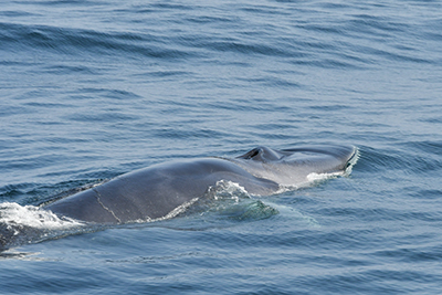 Fin whale research and conservation