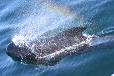 Estudio y conservación cetáceos