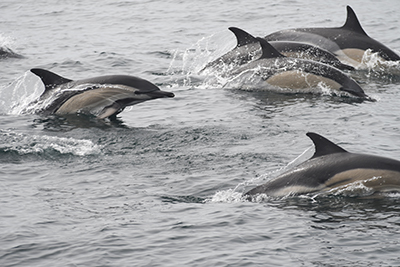 Common dolphins in Galicia, NW Spain