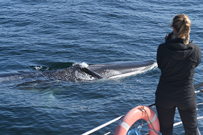 Recherche étude baleines BDRI