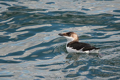 Petit pingouin Étude conservation oiseaux marins