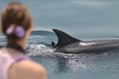 Estudio delfines en Galicia, España