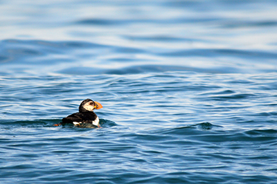 Étude conservation oiseaux marins macareux