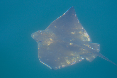 Common eagle ray in Spain