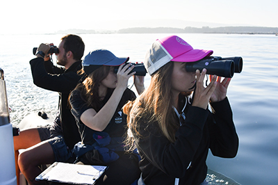 Voluntariado estudiando delfines y ballenas