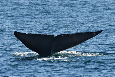 Blue whales in Galicia