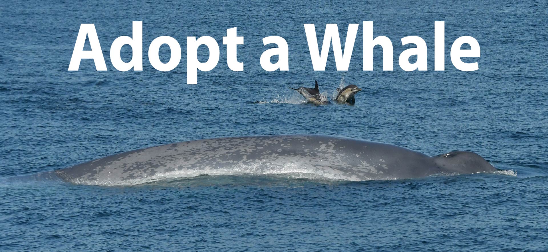 Parrainer une baleine océan mer