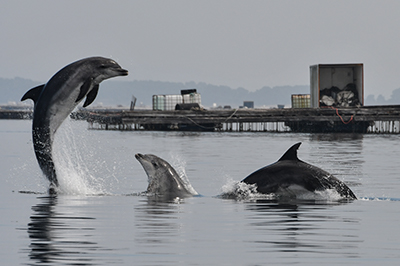 Delfines mulares Galicia, España